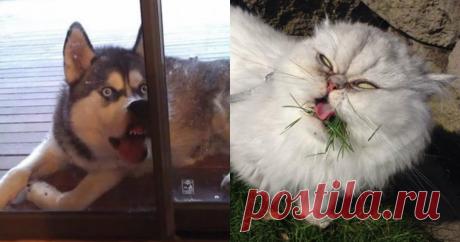 Улыбочку: если б животные могли говорить, они попросили бы вас удалить эти адские фото • НОВОСТИ В ФОТОГРАФИЯХ