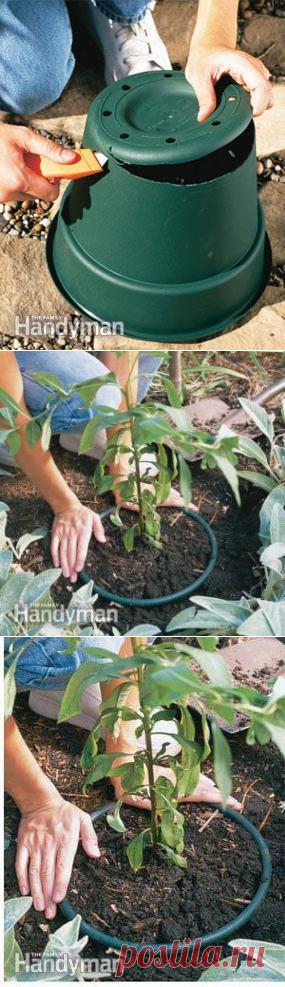 Stop Invasive Plants From Taking Over Your Garden | The Family Handyman