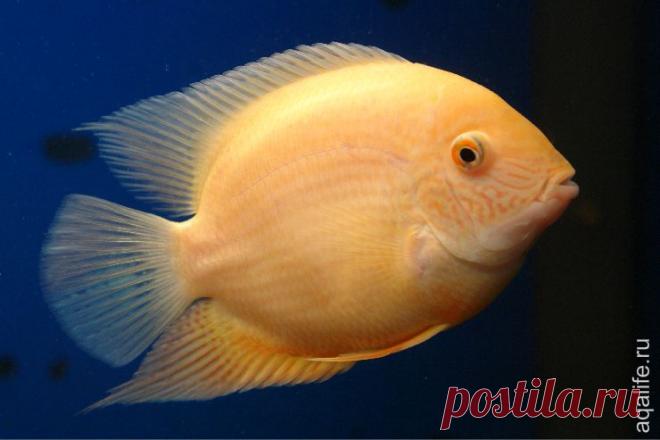 Heros-efasciatus-15cm.jpg (740×493)