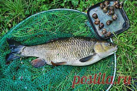 Ловля голавля летом