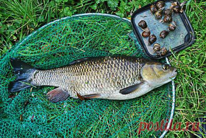 Ловля голавля летом