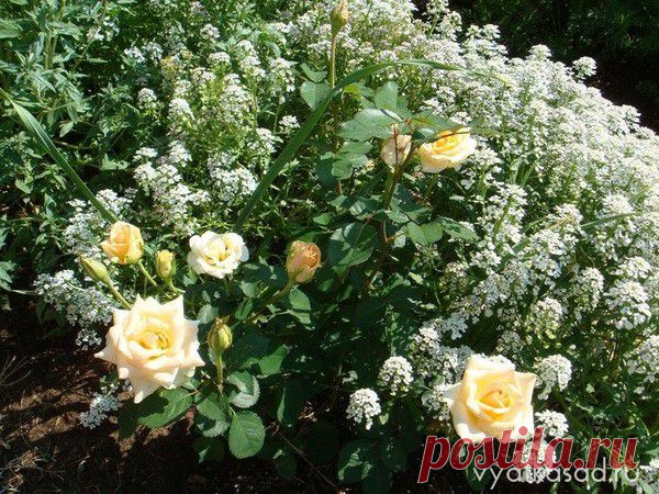 Растения для посадки под кустами роз | Самоцветик