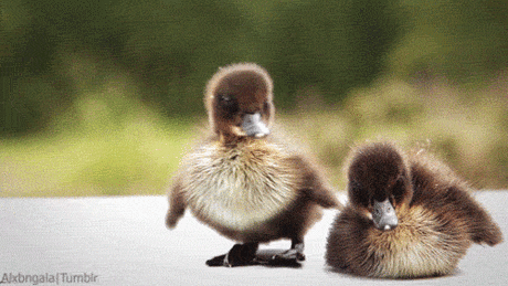 DUCKIES.gif (500×281)
