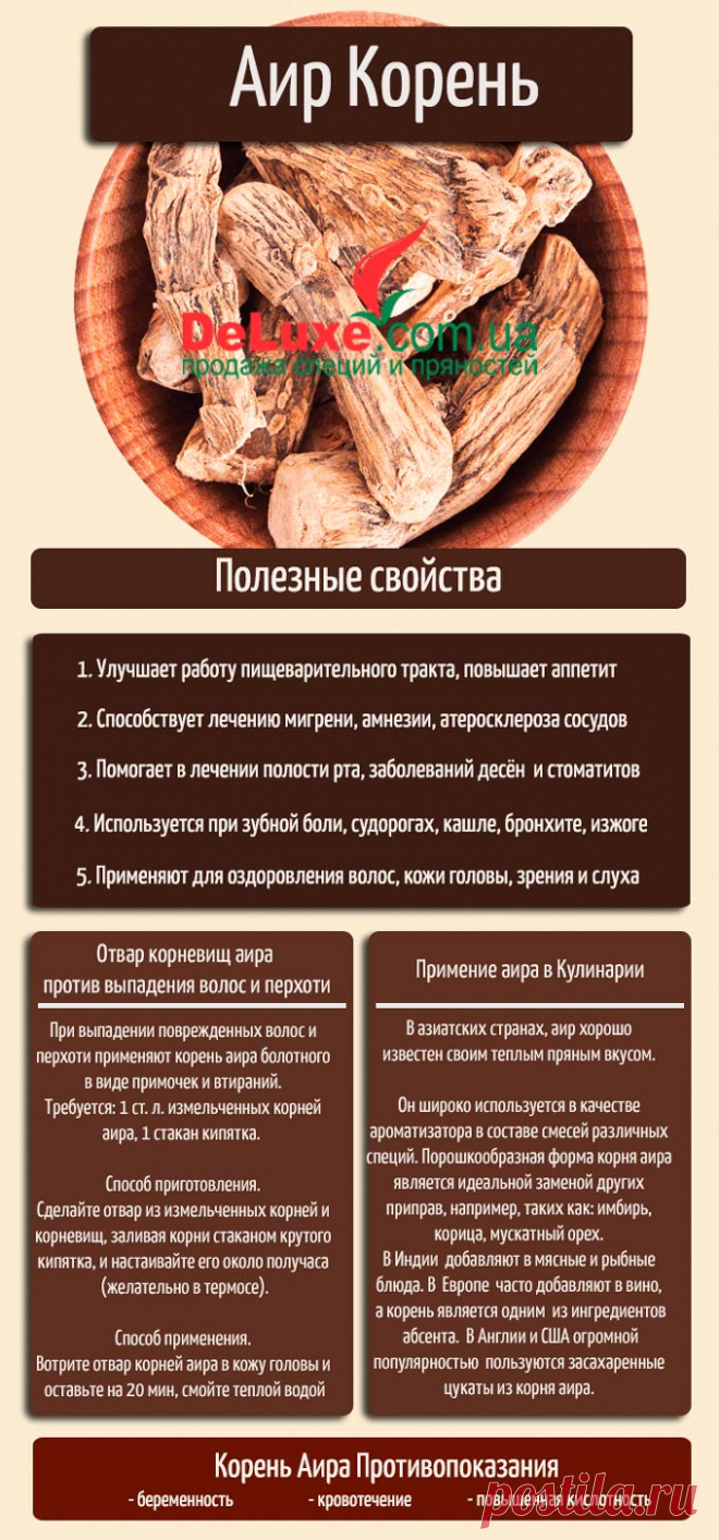 Корень аира – полезные свойства, применение, рецепты