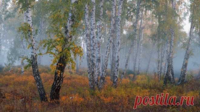 Фотография Скромное обаяние ранней осени из раздела пейзаж №5796790 - фото.сайт - Photosight.ru