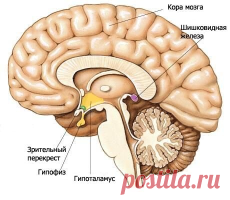 Гипоталамус: гормоны головного мозга и их значение