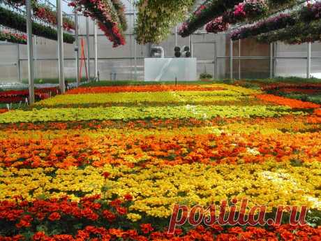 Бархатцы, тагетес (Tagetes) .
