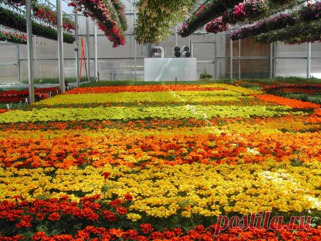 Бархатцы, тагетес (Tagetes) .
