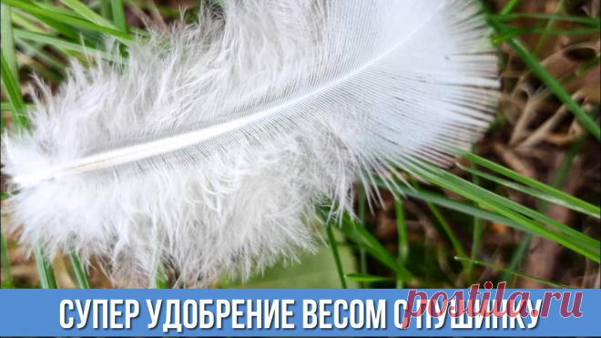 Вы даже не представляете как я использую куриные перья с пользой для всего огорода Перья как удобрение
