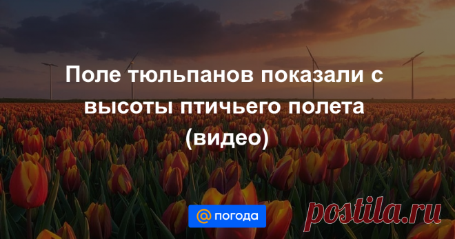 Поле тюльпанов показали с высоты птичьего полета (видео) Волшебное зрелище.