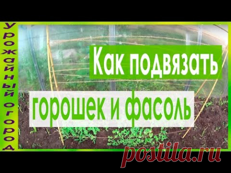 ВАРИАНТ ПОДПОРКИ ДЛЯ ГОРОШКА И ФАСОЛИ!!!