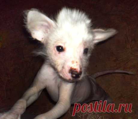Братья наши меньшие - 117095315116933277483 - Веб-альбомы Picasa