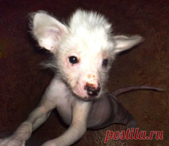 Братья наши меньшие - 117095315116933277483 - Веб-альбомы Picasa