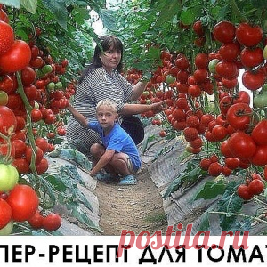 Супер рецепт для томатов. Очень эффективная подкормка!