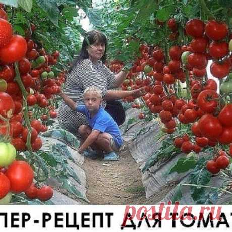 Супер рецепт для томатов. Очень эффективная подкормка!
