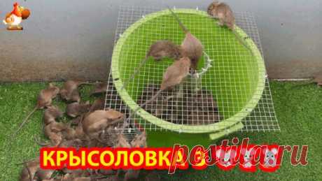 Крысоловка вариант 3 🐀🐁🐀 Как сделать ловушку для крыс и мышей в ведре с сеткой и стаканчиком 🐭 | Курочка | Дзен