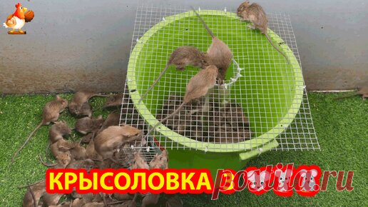 Крысоловка вариант 3 🐀🐁🐀 Как сделать ловушку для крыс и мышей в ведре с сеткой и стаканчиком 🐭 | Курочка | Дзен