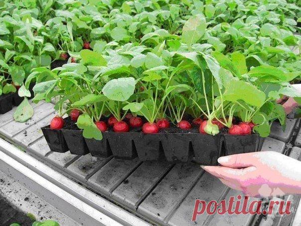 ЛЮБИМАЯ ДАЧА | Записи в рубрике ЛЮБИМАЯ ДАЧА | Дневник кумушка-плюшка