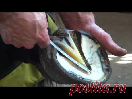 Расчистка копыта / Моя Планета