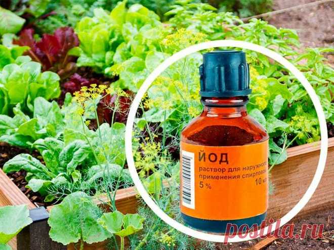 Народные методы огородничества (дрожжи, йод, аммиак, борная кислота) Полезно - бесполезно - или вредно | Искусство садоводства | Яндекс Дзен