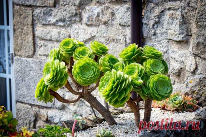 Эониум (Aeonium) – общее название рода растений, которые относятся к Толстянковому семейству. В переводе наименование означает «вечный» или «живой». Суккулентные культуры данного рода отличаются необычайной, даже слегка инопланетной формой.  Больше узнать о растении можно в нашей статье...