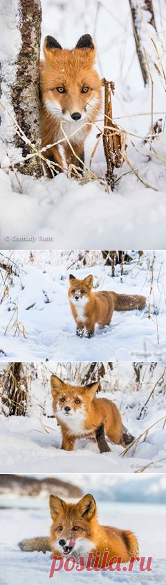 Камчатская красавица Facebook