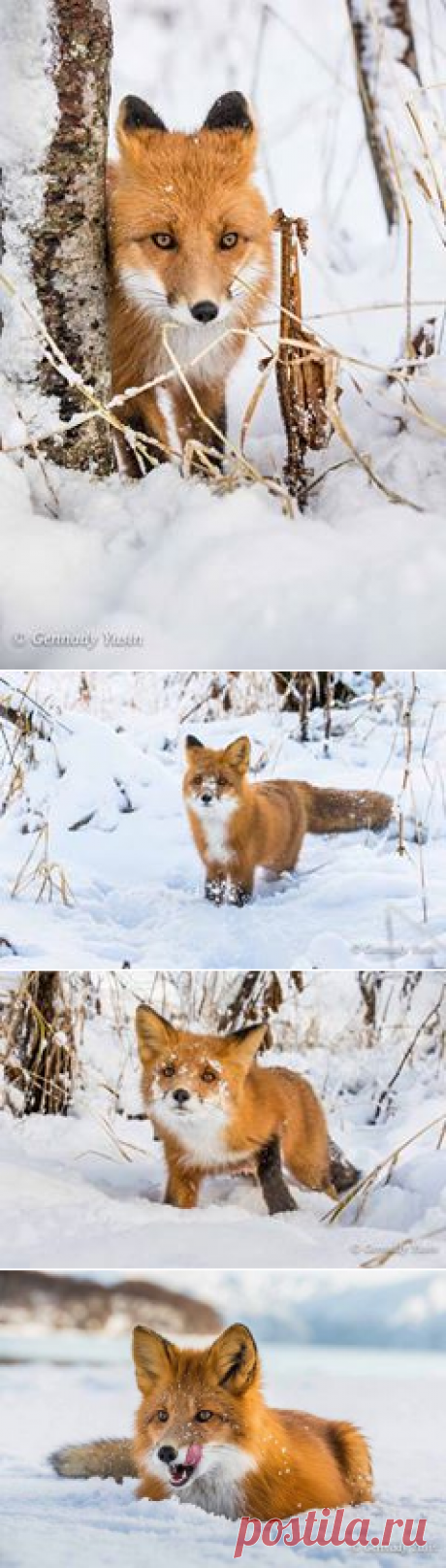 Камчатская красавица Facebook