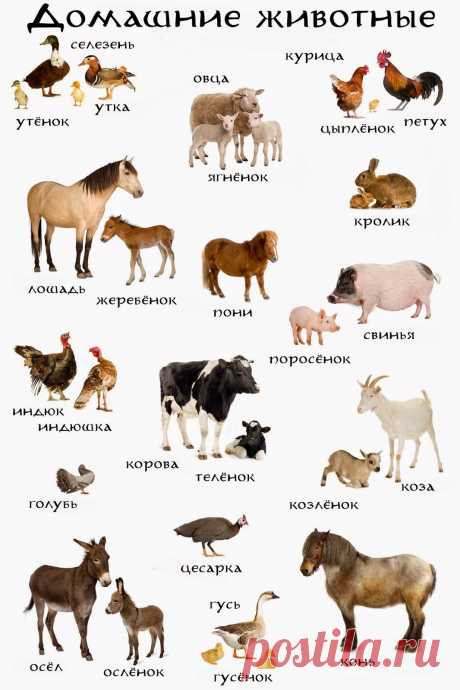 Картинки для детей про животных и их детенышей (38 фото) ⭐ Забавник