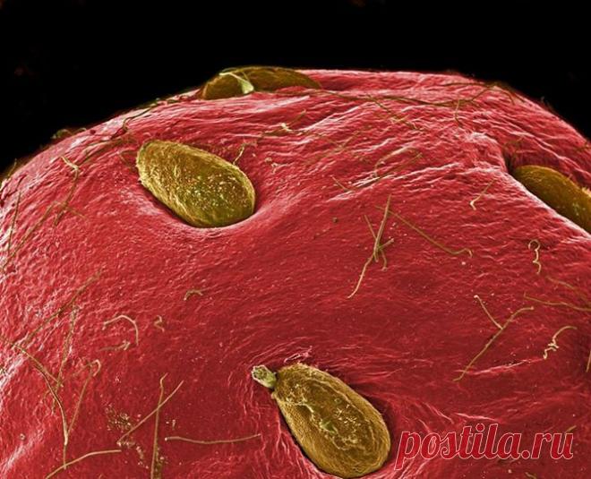 (+1) сообщ - Продукты под микроскопом | Наука и техника