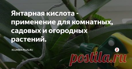 Янтарная кислота - применение для комнатных, садовых и огородных растений. Янтарная кислота – доступный и безопасный препарат стимулирующий рост растений. Использовать янтарную кислоту можно для улучшения прорастания семян, ускорения укоренения черенков, стимуляции корневой системы, снятия стресса растения, подталкивания для роста и цветения.
Янтарная кислота – это народное название, так как в промышленных масштабах её получают из янтаря. Научное название этого вещества