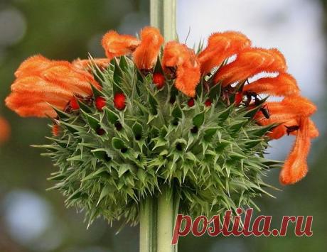 Леонотис – как вырастить экзот из Африки?