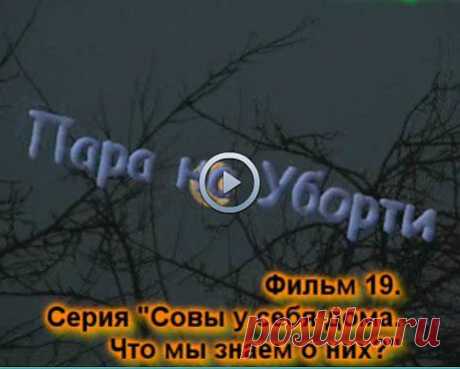 19 фильм о встрече с парой серых неясытей