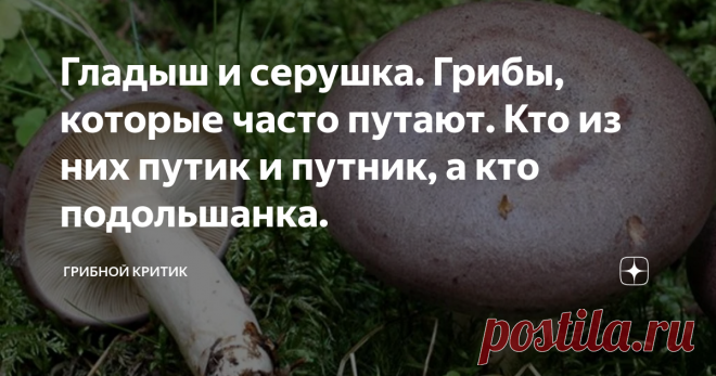 Гладыш и серушка. Грибы, которые часто путают. Кто из них путик и путник, а кто подольшанка. Всем здравия и млечников полные корзины! Если что, то к млечникам относятся не только оба вида грибов, представленные в заголовке, но и весь отряд груздей, волнушек и т.д. Так что, ничего плохого, я вам не пожелал!)))
Эти грибы часто путают даже опытные грибники. Они действительно похожи, но это только внешнее сходство. Сразу оговорюсь, что 