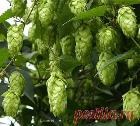 Хмель — красивая лиана или находка для гурмана?