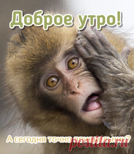 Картинки про утро понедельника: прикольные и красивые открытки с надписями на понедельник