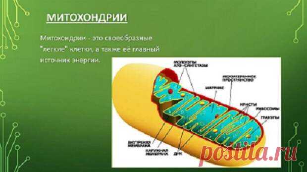 Что такое митохондрии и почему важно улучшить их работу... - Познавательный сайт ,,1000 мелочей