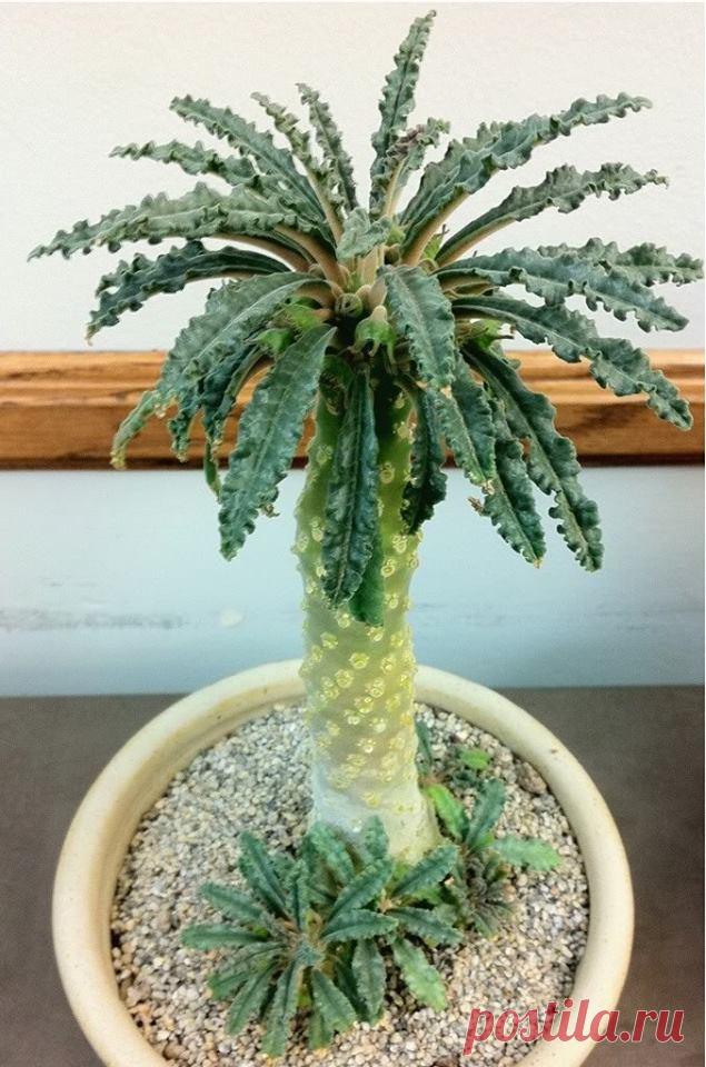 (36) Jardim das Suculentas - Хроника