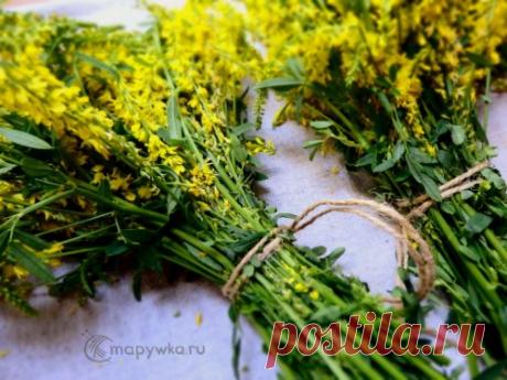 Донник желтый - душистый и полезный