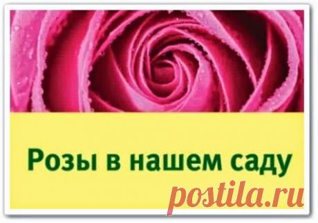 Розы в вашем саду (видео семинар)