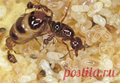 Совет соседа Лёхи, как избавиться от муравьиной семьи на дачном участке навсегда! | Дачники Огородники | Яндекс Дзен