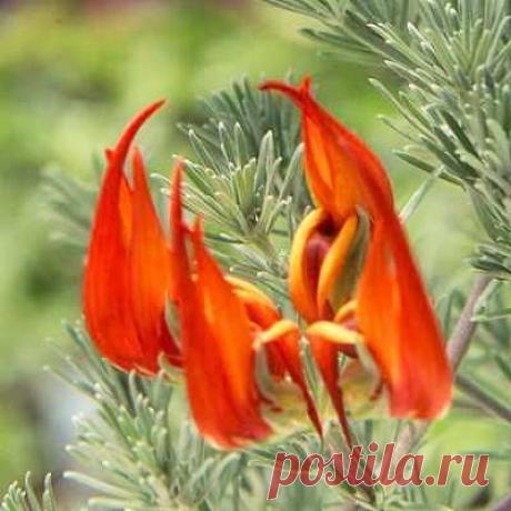 10 невероятно редких цветов: artarion