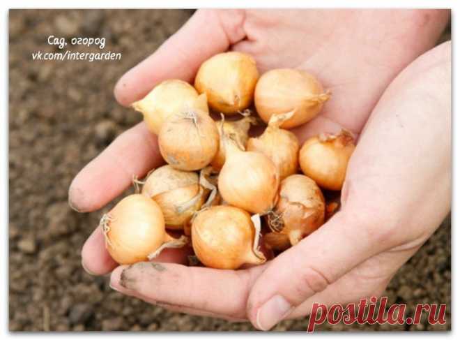 Семена любого лука прорастают очень трудно 

Сад, огород, дача, строительство
 

 







Семена любого лука прорастают очень трудно из-за большого содержания в них эфирных масел, а это значит, что перед посадкой их необходимо предварительно о…