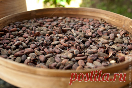 Как выращивают и обрабатывают какао в Индонезии | Чёрт побери Основные области возделывания и производства какао расположены в Центральной Америке и Африке, а самым крупным производителем в мире считается – Берег слоновой кости (Кот-Д`Ивуар), который производит около 30% годового урожая во всем мире.  Индонезия является достаточно крупным игроком на рынке, и в десятке производителей какао-бобов занимает почётное 2-е место. Островок Бали также вносит свою лепту – горный кли...