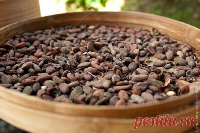 Как выращивают и обрабатывают какао в Индонезии | Чёрт побери Основные области возделывания и производства какао расположены в Центральной Америке и Африке, а самым крупным производителем в мире считается – Берег слоновой кости (Кот-Д`Ивуар), который производит около 30% годового урожая во всем мире.  Индонезия является достаточно крупным игроком на рынке, и в десятке производителей какао-бобов занимает почётное 2-е место. Островок Бали также вносит свою лепту – горный кли...