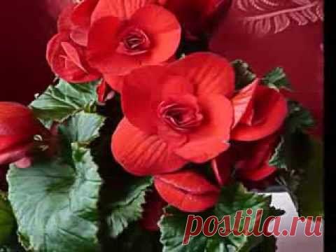 Комнатные цветы. Выращивание и уход. Бегония.  Семенова