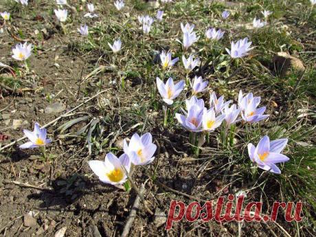 На Саур-Могиле расцвели первые цветы. Красота какая.