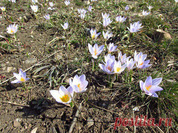 На Саур-Могиле расцвели первые цветы. Красота какая.