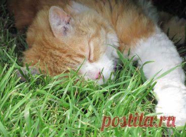 Елена Закаблукова считает классным альбом Наши любимые питомцы Марины Радутовой -Кошелевой