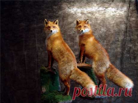 Лисички-сестрички