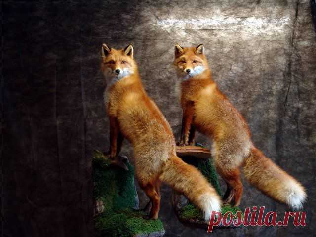 Лисички-сестрички